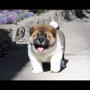 Meet your Posher, Afrim